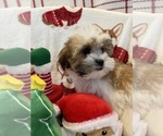 Small Photo #6 Zuchon Puppy For Sale in SYLMAR, CA, USA