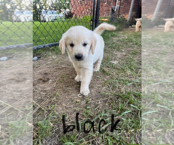 Medium Photo #3 English Cream Golden Retriever-Golden Retriever Mix Puppy For Sale in AUSTIN, IN, USA