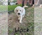 Small #2 English Cream Golden Retriever-Golden Retriever Mix