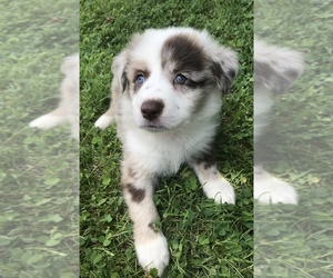 Australian Shepherd Puppy for sale in EAST PINEVILLE, KY, USA