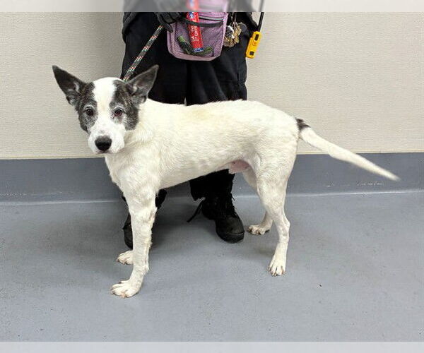 Medium Photo #1 Border Collie Puppy For Sale in Louisville, KY, USA