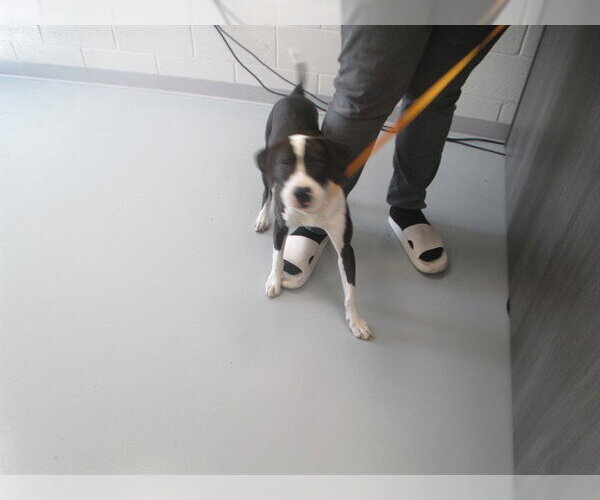 Medium Photo #1 American Pit Bull Terrier Puppy For Sale in Ocala, FL, USA