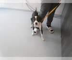 Small American Pit Bull Terrier