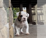 Small Photo #9 American Bulldog Puppy For Sale in PLUMAS LAKE, CA, USA