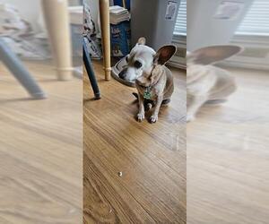Dachshund Dogs for adoption in San Antonio, TX, USA