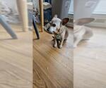 Small Dachshund