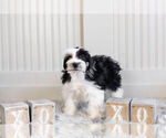 Small Photo #14 Schnauzer (Miniature) Puppy For Sale in WARSAW, IN, USA
