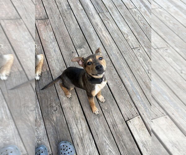 Medium Photo #3 Shepradors Puppy For Sale in Brewster, NY, USA