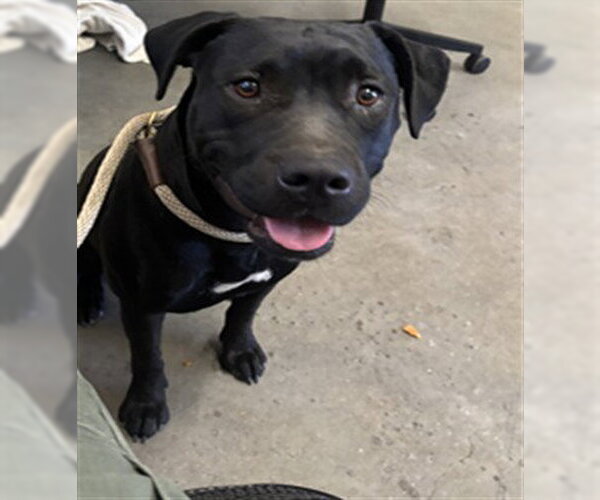 Medium Photo #1 Labrador Retriever-Unknown Mix Puppy For Sale in Camarillo, CA, USA