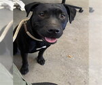Small Labrador Retriever Mix