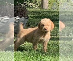 Double Doodle Puppy for Sale in WILKESBORO, North Carolina USA