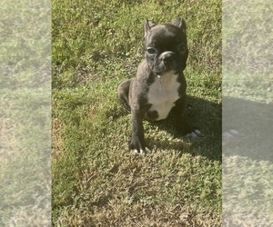 Boston Terrier Puppy for sale in ALPHARETTA, GA, USA