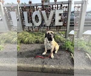 Mastiff Dogs for adoption in McMinnville, OR, USA