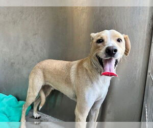 Collie-Unknown Mix Dogs for adoption in Downey, CA, USA