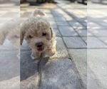 Small Photo #32 Bichpoo Puppy For Sale in NORTH PORT, FL, USA
