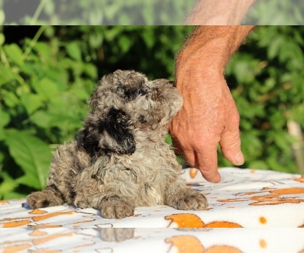 Medium Photo #10 Poodle (Toy) Puppy For Sale in DYERSBURG, TN, USA
