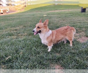Mother of the Pembroke Welsh Corgi puppies born on 02/08/2021