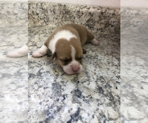 Pembroke Welsh Corgi Puppy for sale in ARTHUR, IL, USA