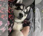 Small #4 Siberian Husky