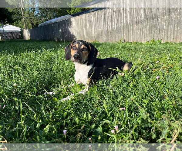 Medium Photo #34 Treeing Walker Coonhound-Unknown Mix Puppy For Sale in Germantown, OH, USA