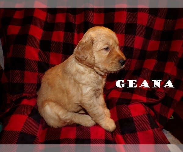 Medium Photo #1 Golden Retriever Puppy For Sale in HAM LAKE, MN, USA