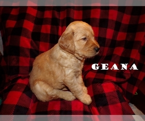 Medium Golden Retriever