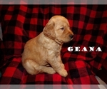 Puppy Gena Golden Retriever
