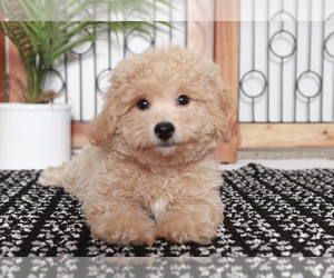 Bichpoo Puppy for sale in NAPLES, FL, USA
