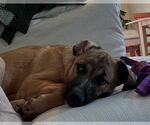 Small #9 Boxer Mix