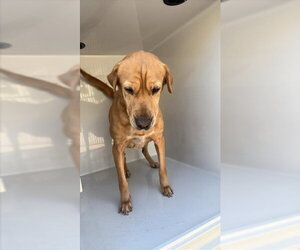 Labrador Retriever-Unknown Mix Dogs for adoption in Houston, TX, USA
