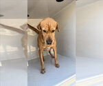 Small Labrador Retriever Mix