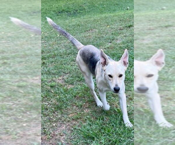 Medium Photo #14 German Shepherd Dog-Unknown Mix Puppy For Sale in Winston Salem, NC, USA