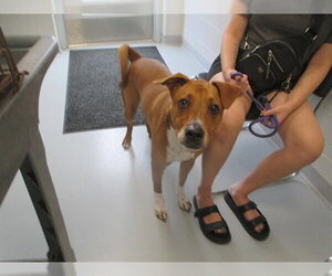 American Pit Bull Terrier Dogs for adoption in Ocala, FL, USA