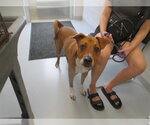 SLATER - Male American Pit Bull Terrier Dog for Adoption - Small photo
