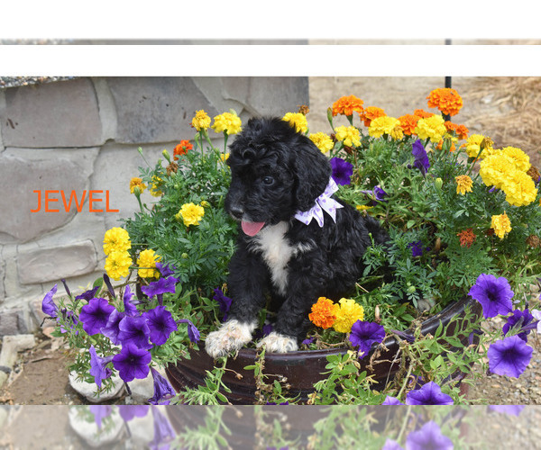 Medium Photo #2 Bernedoodle Puppy For Sale in FLORA, IL, USA