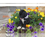 Small Photo #2 Bernedoodle Puppy For Sale in FLORA, IL, USA