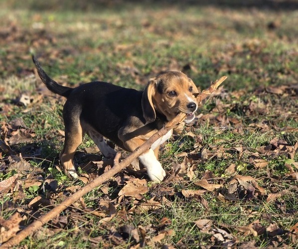Medium Photo #1 Beagle Puppy For Sale in APPOMATTOX, VA, USA