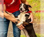 Small #7 Mutt