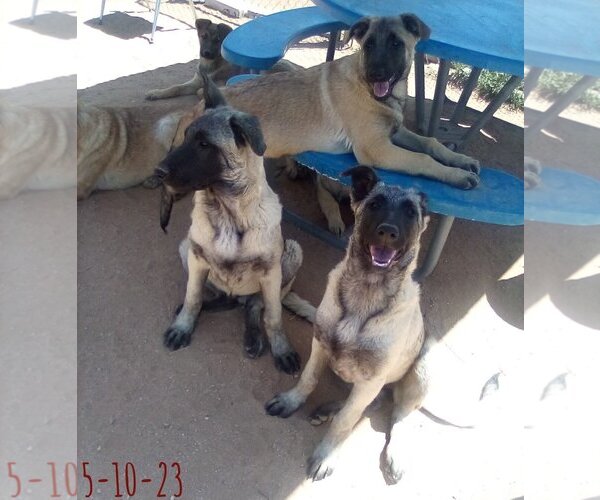 Medium Photo #11 German Shepherd Dog-Unknown Mix Puppy For Sale in Apple Valley, CA, USA
