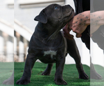 Small Photo #15 American Bully Puppy For Sale in SANTA CRUZ, CA, USA