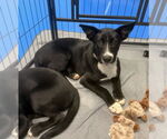 Small #30 Labrador Retriever Mix