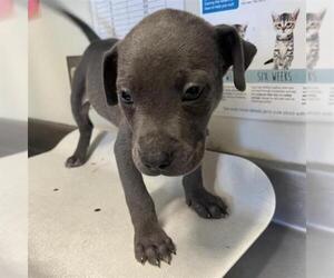 American Staffordshire Terrier-Unknown Mix Dogs for adoption in San Antonio, TX, USA