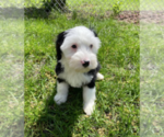 Small Photo #1 Miniature Bernedoodle Puppy For Sale in MILWAUKEE, WI, USA