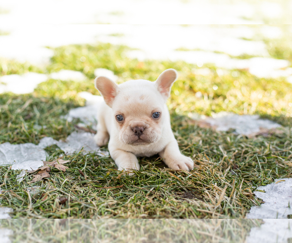 Medium Photo #3 French Bulldog Puppy For Sale in NAPPANEE, IN, USA