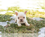 Small #2 French Bulldog