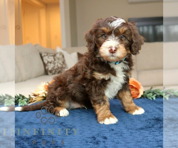 Medium Photo #2 Bernedoodle (Miniature) Puppy For Sale in LANCASTER, PA, USA