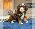 Small #1 Bernedoodle (Miniature)