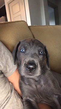 Medium Photo #1 Great Dane Puppy For Sale in SAN ANTONIO, TX, USA