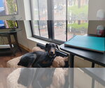 Small #13 Doberman Pinscher