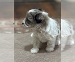 Small #3 Schnauzer (Miniature)